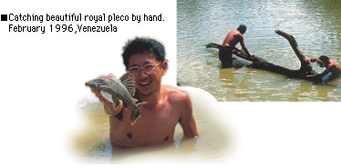 Catching beautiful royal pleco by hand. February 1996,Venezuela